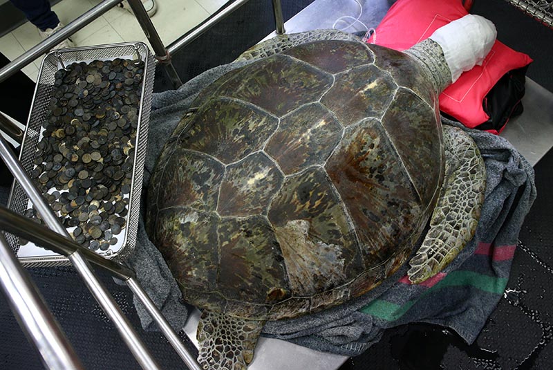 Omsin, a 25 year old femal green sea turtle, rests next to a tray of coins that were removed from her stomach after a surgical operation at the Faculty of Veterinary Science, Chulalongkorn University in Bangkok, Thailand, March 6, 2017. REUTERS/Athit Perawongmetha    