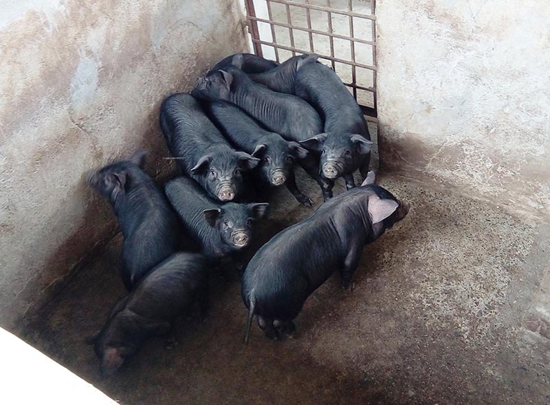 Piglets at the Pakhribas-based Agriculture Research Centre in Dhankuta, as captured on Monday, March 20, 2017. Photo: RSS