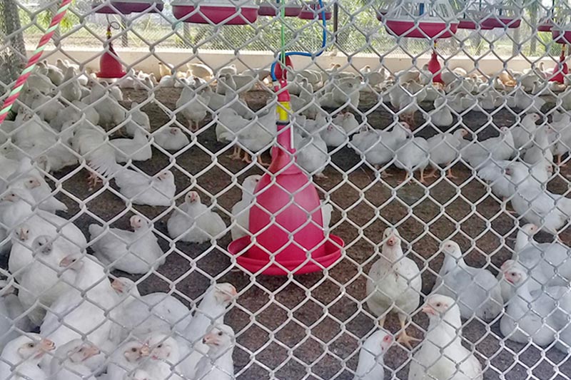 A poultry farm in Ratnanagar of Chitwan district, as captured on Wednesday, March 22, 2017. Chitwan district is famous for poulty farming. Photo: RSS