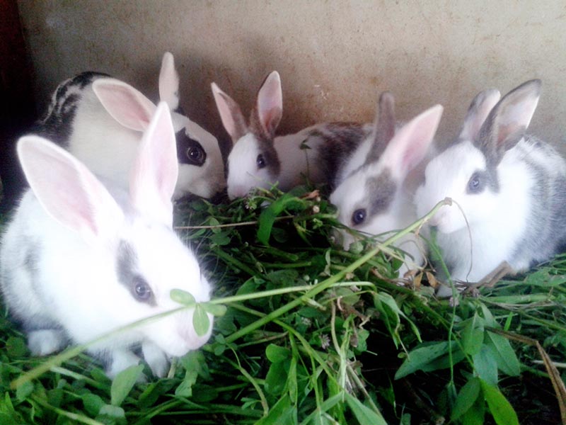 Rabbits at a farmer's farm in Kanchanpur district, on Monday, March 20, 2017. Local farmers in the district have benefitted from rabbit farming. Photo: RSS