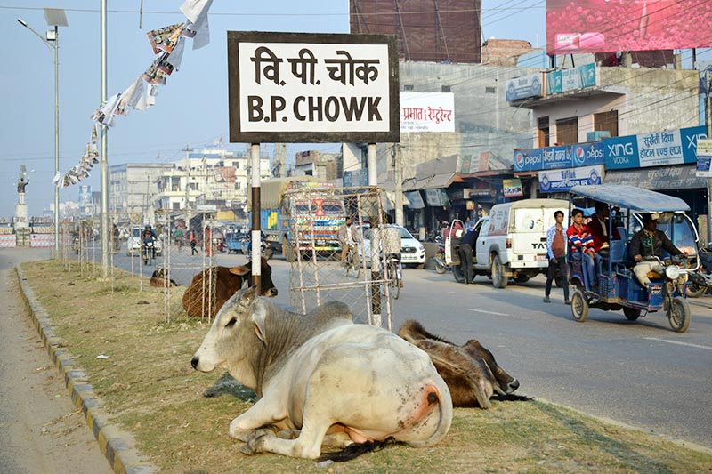 Stray cattle rest on the roadside in Nepalgunj, on Monday, March 20, 2017. The stray cattle have degraded the beauty of the city. Photo: RSS