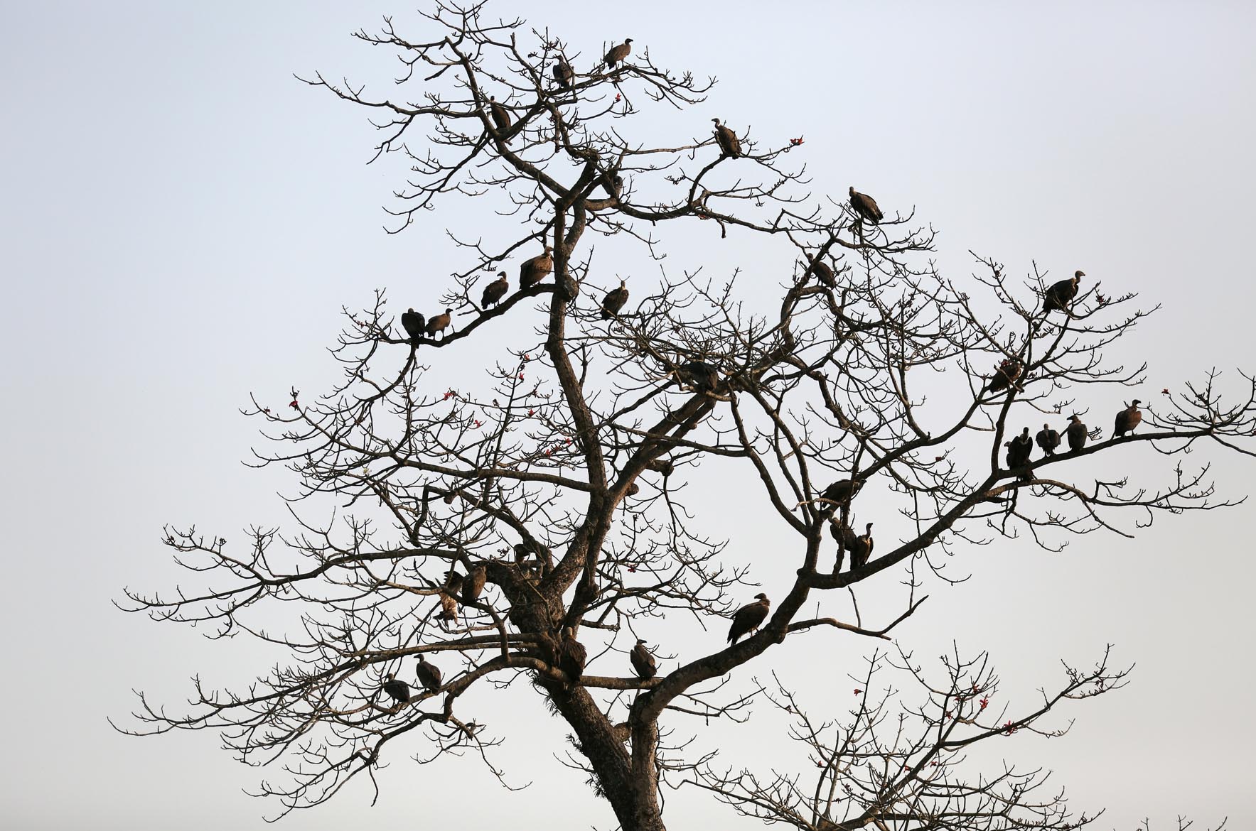 Vultures sitting on a tree branches in Nawalparasi district, on Monday, March 27, 2017. The number of rare endangered vultures have grown since the Jatayu restaurants were established in Pithauli and Kawasoti in the district. 