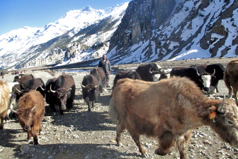 A yak herder is seen with his yaks in Manang district, on Friday, March 31, 2017. Photo: RSS