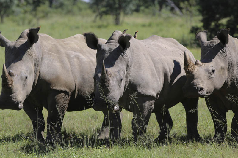 In this Wednesday, March 8, 2017 photo, three rhinos line up at the Welgevonden Game Reserve in the Limpopo province, South Africa. Photo: AP
