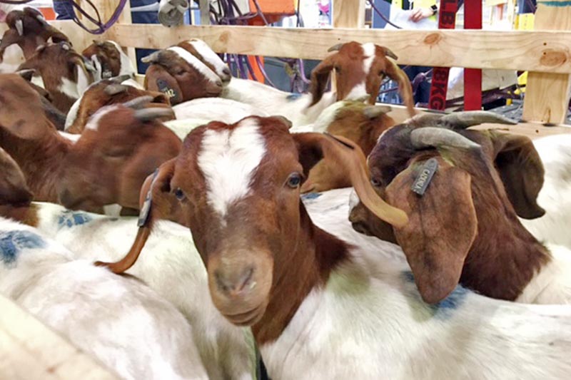 Boer goats belonging to an advanced breed imported from Australia at a local goat farm in Morang on Thursday, April 6, 2017. Photo: RSS
