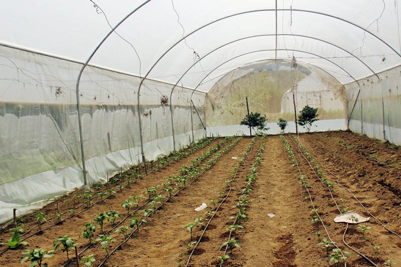 A drip irrigation system being used in a high-tech tunnel for commercial farming in Baglung, on Wednesday, April 12, 2017. Photo: RSS