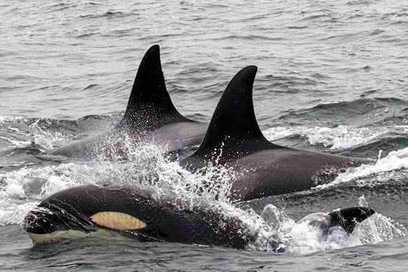 This Monday, April 24, 2017 photo provided by Monterey Bay Whale Watch shows a pod of orcas in Monterey Bay offshore of Monterey, Calif. Photo: AP