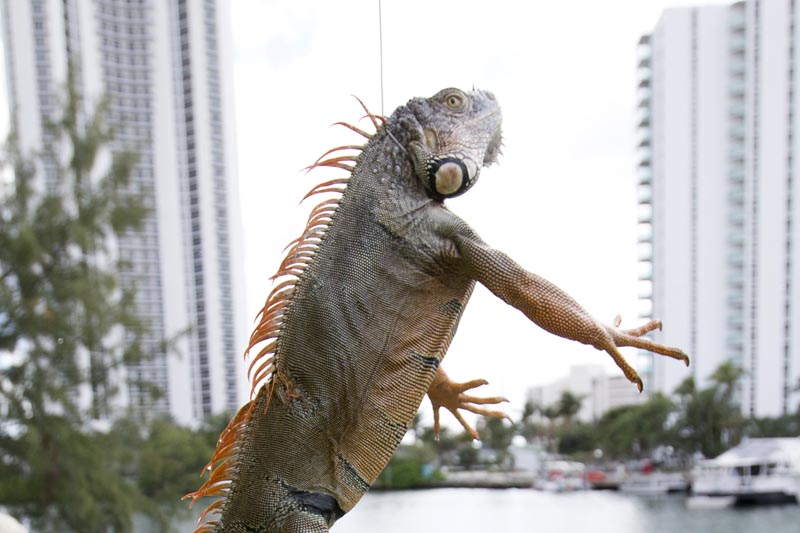 In this Thursday, Feb. 9, 2017 photo, trapper Brian Wood uses a fishing pole with a wire attached to snare an iguana behind a condominium in Sunny Isles Beach, Fla. Photo: AP
