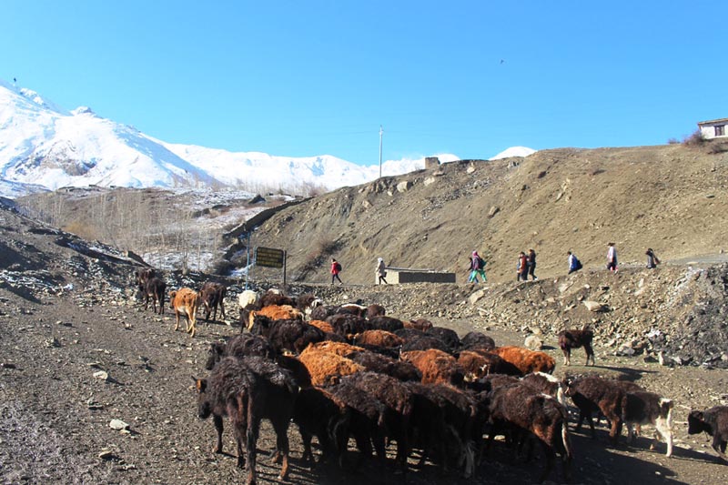 A heard of Lulu cows heading to graze in Jharkot of Mustang district, on Thursday, April 13, 2017. Photo: RSS