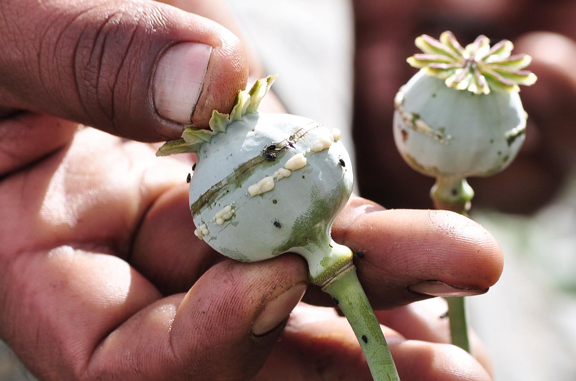 A man holds a lanced poppy bulb to show how to extract the sap, which will be used to make opium, at a field in the municipality of Heliodoro Castillo, in the mountain region of the state of Guerrero, Mexico, on January 3, 2015. Photo: Reuters/File