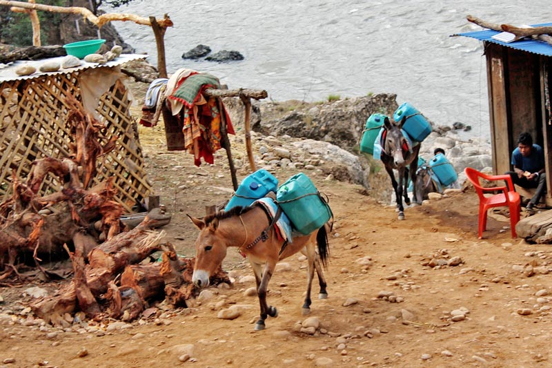 Mules for transportation - The Himalayan Times - Nepal's  English Daily  Newspaper | Nepal News, Latest Politics, Business, World, Sports,  Entertainment, Travel, Life Style News