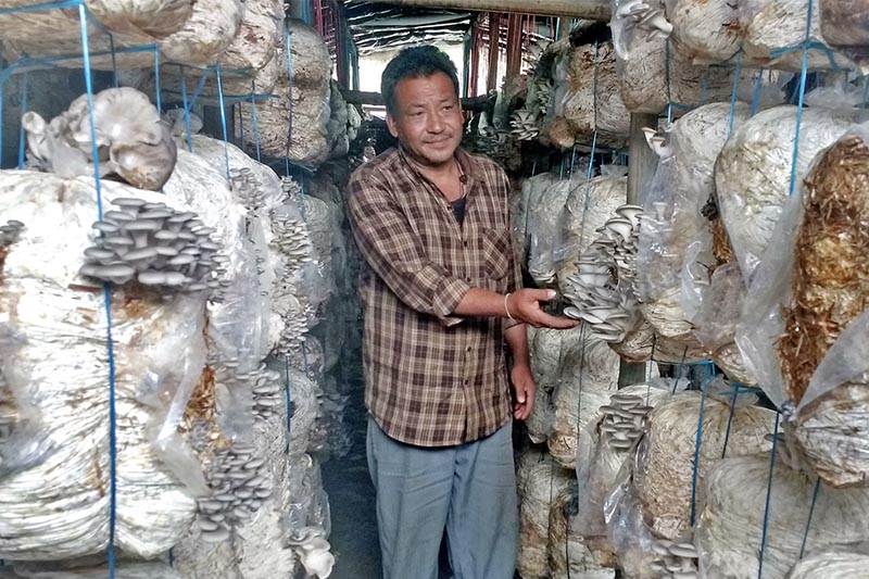 A farmer shows newly grown mushrooms at his mushroom farm in Khopasi-12 of Kavre district, on Wednesday, April 5, 2017. Photo: RSS