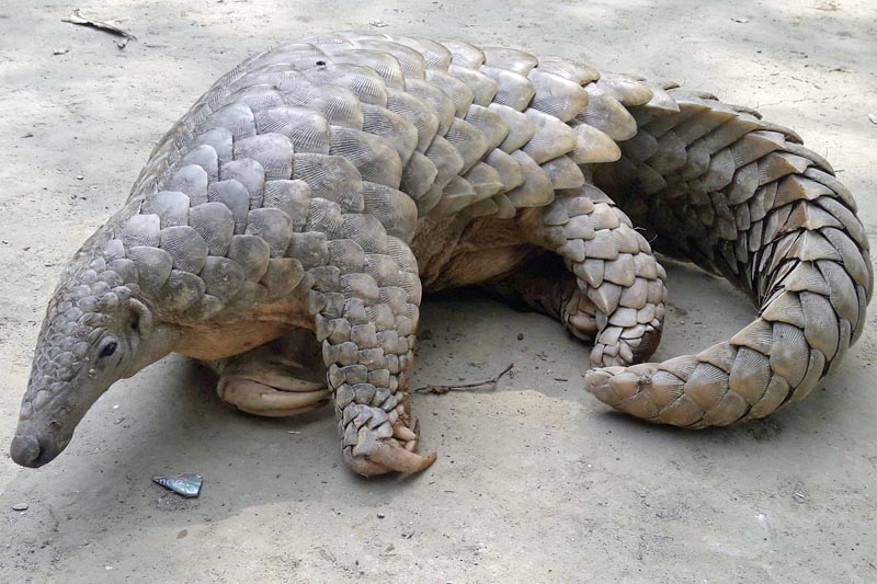 Endangered species Pangolin as seen in Kanchanpur district, on Tuesday, April 18, 2017. Photo: RSS