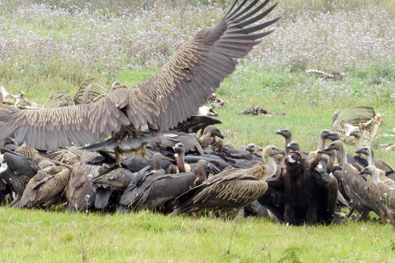 Vultures feast on a carcass at the Jatayu Restaurant in Pathauli of Nawalparasi district, on Thursday, April 6, 2017. Photo: RSS