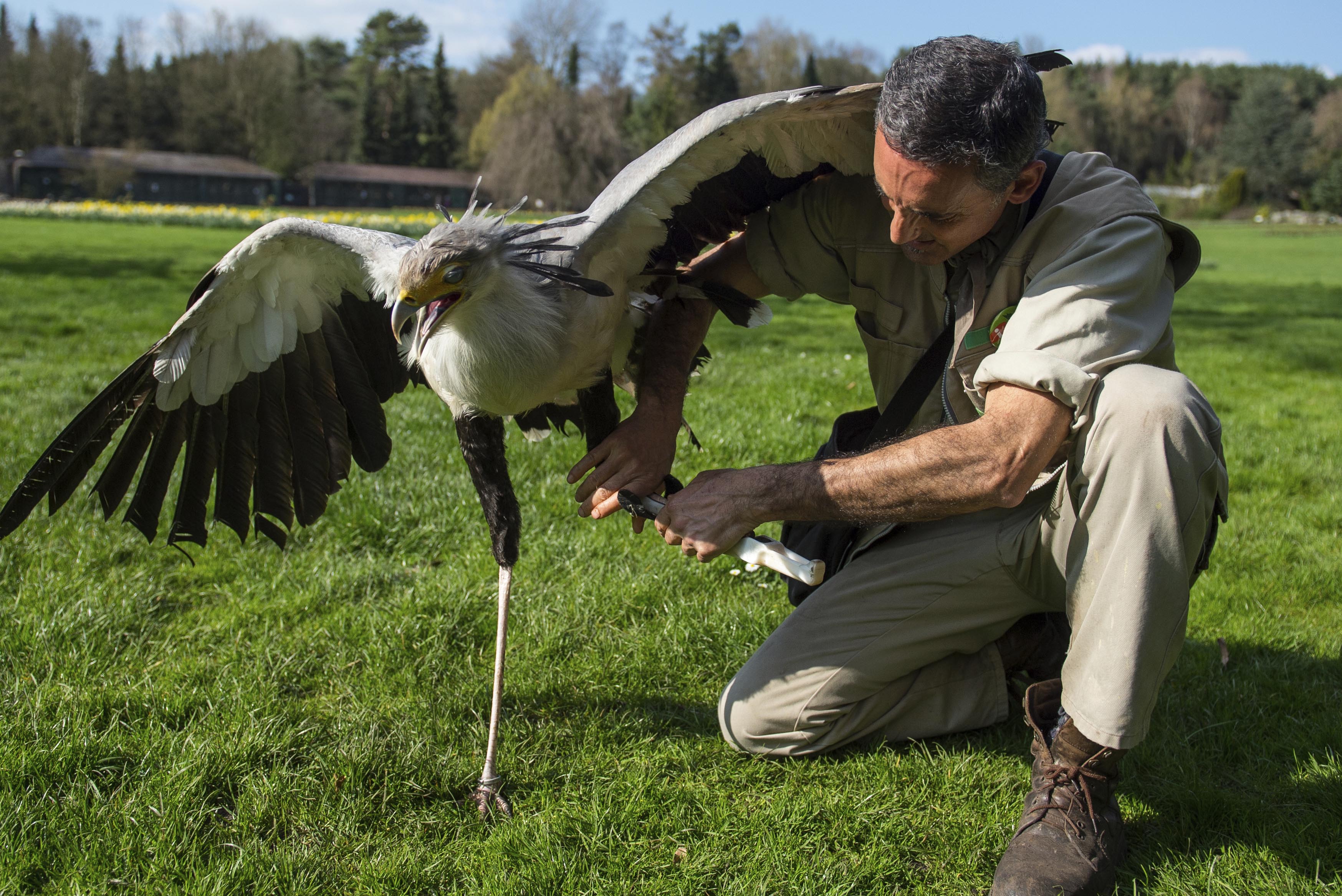 In this April 4, 2017 photo keeper German Alonso straps a leg prothesis to on the left leg of secretarybird Soeckchen (Sagittarius seprentarius) at the bird park in Walsrode, northern Germany. Photo: AP