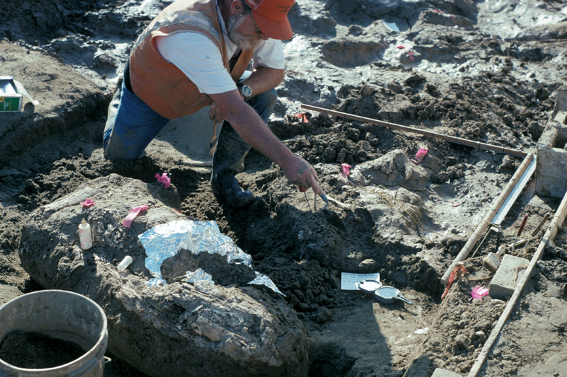 Paleontologist Don Swanson points at rock fragments near a large horizontal mastodon tusk fragment at the San Diego Natural History Museum in San Diego, California, US, in this handout photo received April 26, 2017. Photo: Reuters
