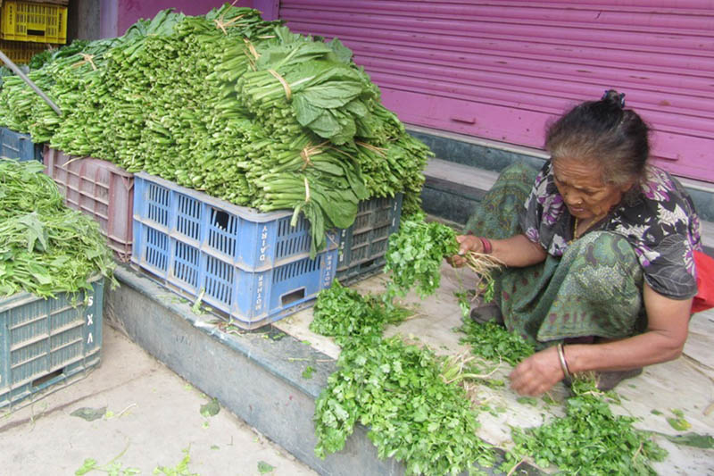 An elderly woman arranges coriander to sell at her shop in Dharan of Sunsari district, on Friday, May 26, 2017. Photo: RSS