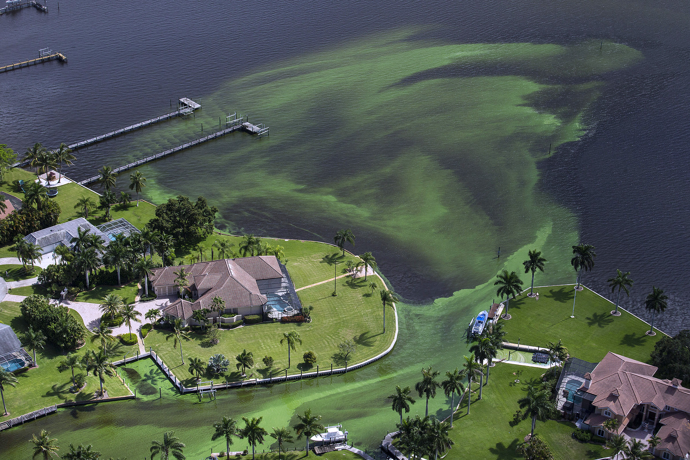 FILE- In this June 29, 2016 file photo, an aerial photo shows blue-green algae enveloping an area along the St. Lucie River in Stuart, Florida. Photo: AP