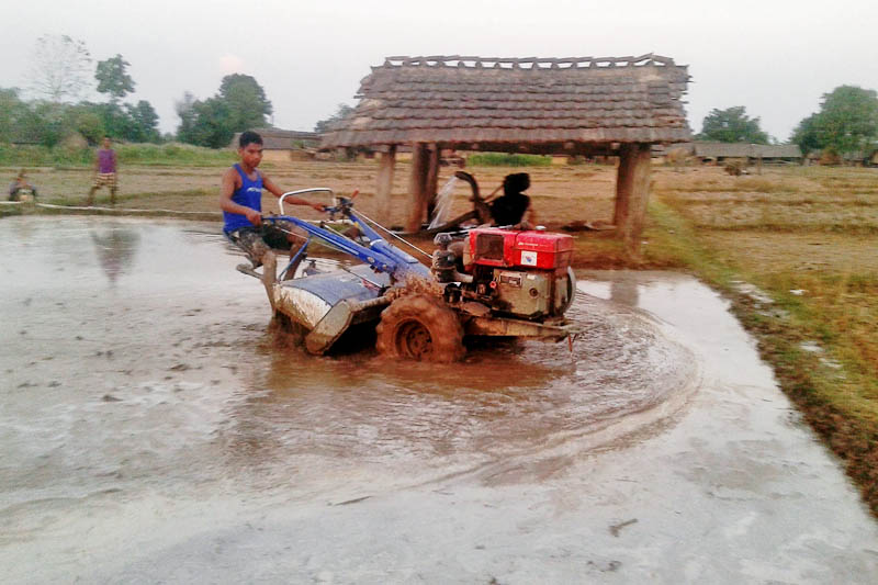 A farmer uses a power tiller machine to plough his field to plant paddy seedlings in Kanchanpur district, on Tuesday, May 16, 2017. Photo: RSS