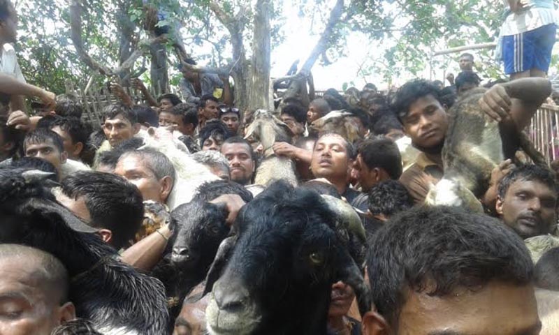 Devotees carrying sacrificial goats to Raj Devi Panchawati temple on the occasion of Buddha Jayanti, in Lahan Municipality, Siraha, on Wednesday, May 10, 2017. Photo: THT