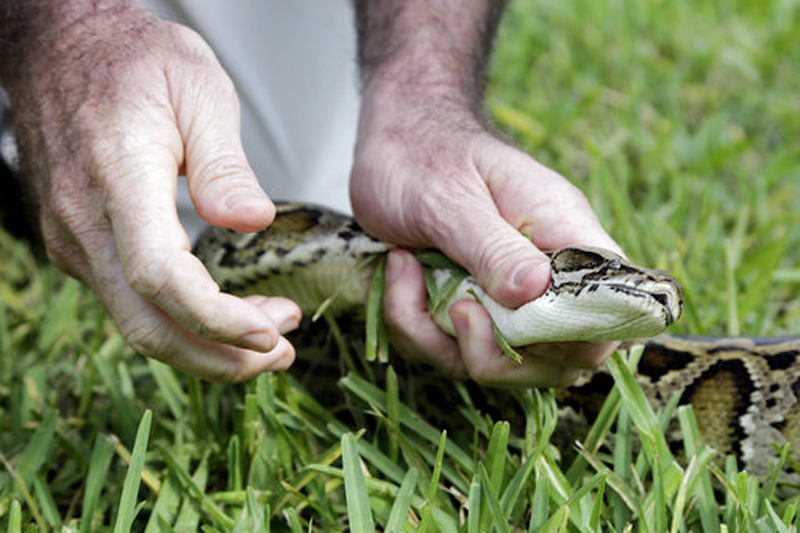 FILE- In this September 30, 2015 photo, a Burmese python is held before being bagged during a demonstration by the Florida Fish and Conservation Commission to promote the upcoming Python Challenge in Davie, Florida. Photo: AP