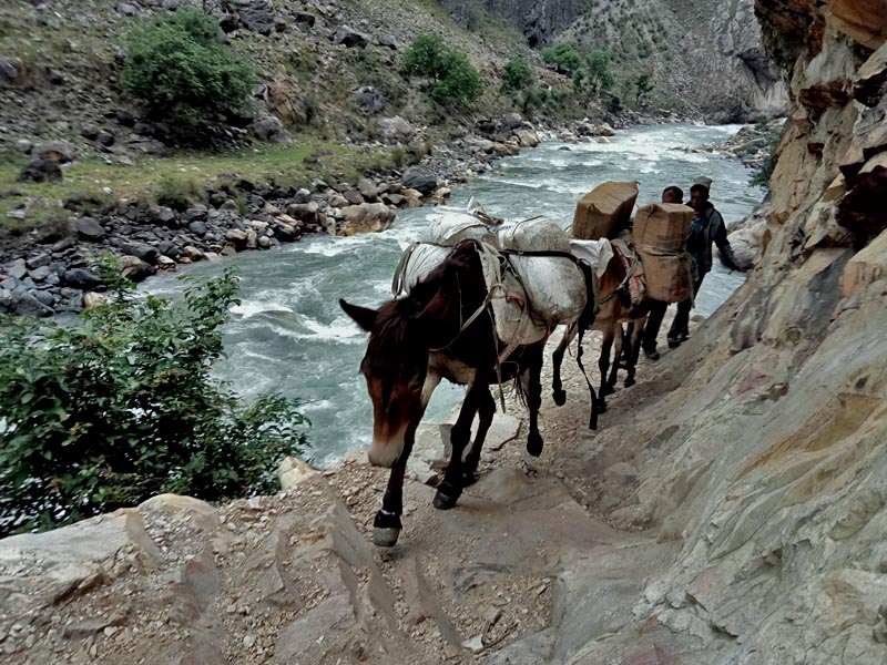 Mules laden with daily necessities enroute to Dolpa district from Triveni Bazaar of Rukum district, on Wednesday, June 14, 2017. Photo RSS