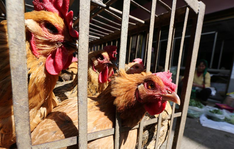 Chickens are seen at a livestock market before the market asked to stop trading on March 1 in prevention of bird flu transmission, in Kunming, Yunnan province, China, on February 22, 2017. Photo: Reuters