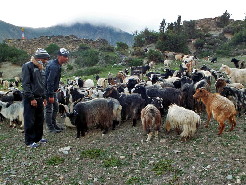 Herders watching over the droves of grazing mountain goats (Chyangra) in Gumchang, of Manang district, on Wednesday, June 21, 2017. Photo: RSS