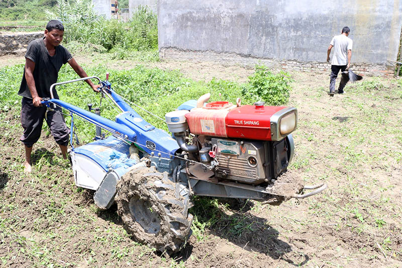 A farmer uses a hand tractor to plough his field in Bhaktapur, on Sunday, June 25, 2017. Photo: RSS