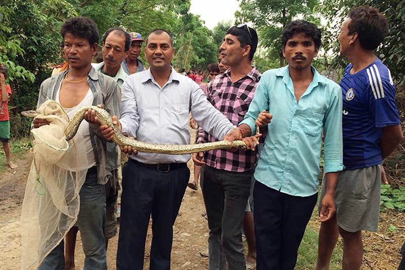 Local preparing to release a python in a nearby community forest in Kanchanpur district, on Thursday, June 8, 2017. Photo: RSS