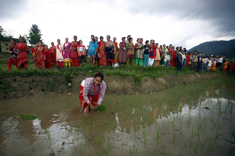 A woman plants rice saplings to celebrate National Paddy day or Ropai festival in Bhaktapur, on Thursday, June 29, 2017. Photo: Skanda Gautam