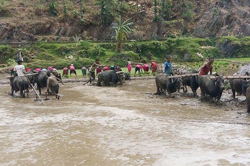 Farmers use oxen to plough a field to plant rice saplings in Rukum district, on Friday, June 9, 2017. Photo: RSS