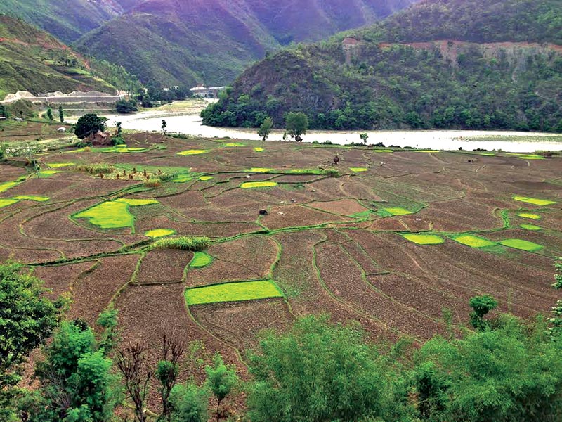 Paddy fields left barren as farmers could not plant rice due to inadequate rainfall, in Sindhuli, on Saturday. Photo: THT