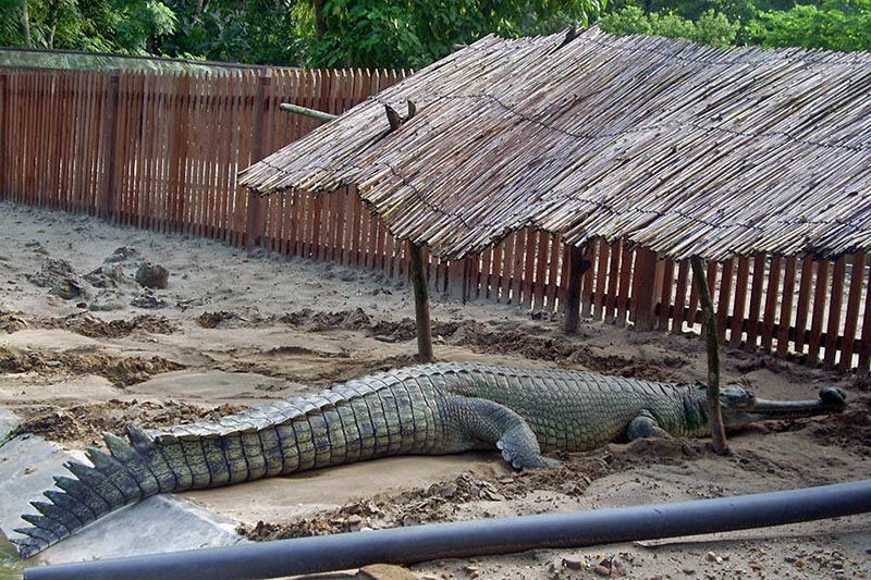 A gharial crocodile is seen resting at Crocodile Breeding Centre, in Chitwan National Park, on Friday, July 07, 2017. Photo: RSS