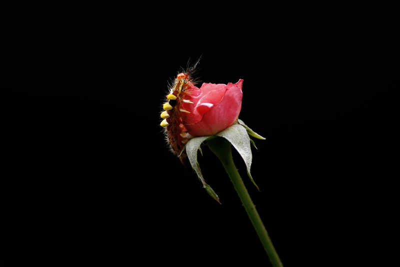 A caterpillar crawls on a flower in Lalitpur, on Tuesday, July 25, 2017. Photo: Skanda Gautam