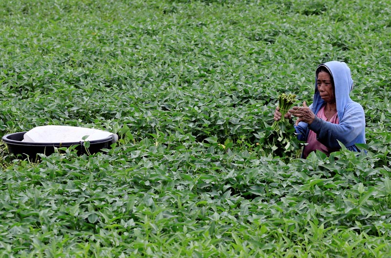 A woman is submerged waist down in a river while collecting water spinach to be sold at a nearby market for $1 per bundle, in Bacoor, Cavite province, South of Manila, Philippines July 13, 2017. Photo: Reuters