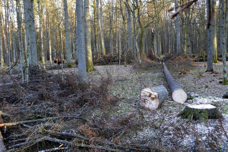 A bison stands among the trees near to felled trees in the Bialowieza Forest, Poland, on March 24 , 2017. Photo: AP/ File