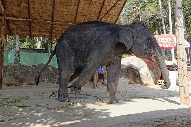 This undated photo shows an elephant used for entertainment at a venue in Thailand. Photo: World Animal Protection via AP