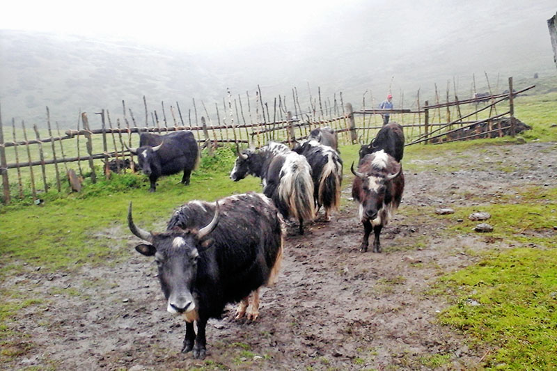 A herd of yaks as seen in Thasang Rural Municipality-2 in Mustang district, on Sunday, July 23, 2017. Photo: RSS