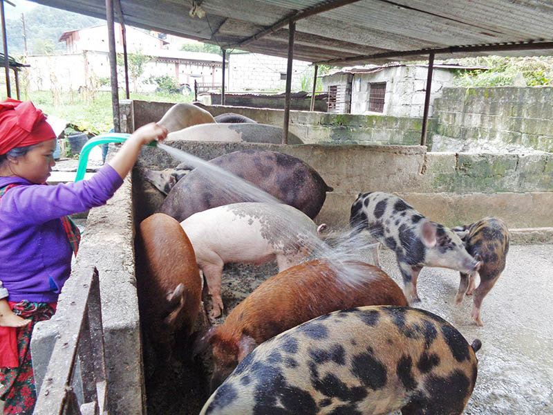 A farmer splashes water on pigs at a farm at Lamakhet in Jaljala Rural Muicipality-4 in Parbat district, on Tuesday, July 18, 2017. Photo: RSS
