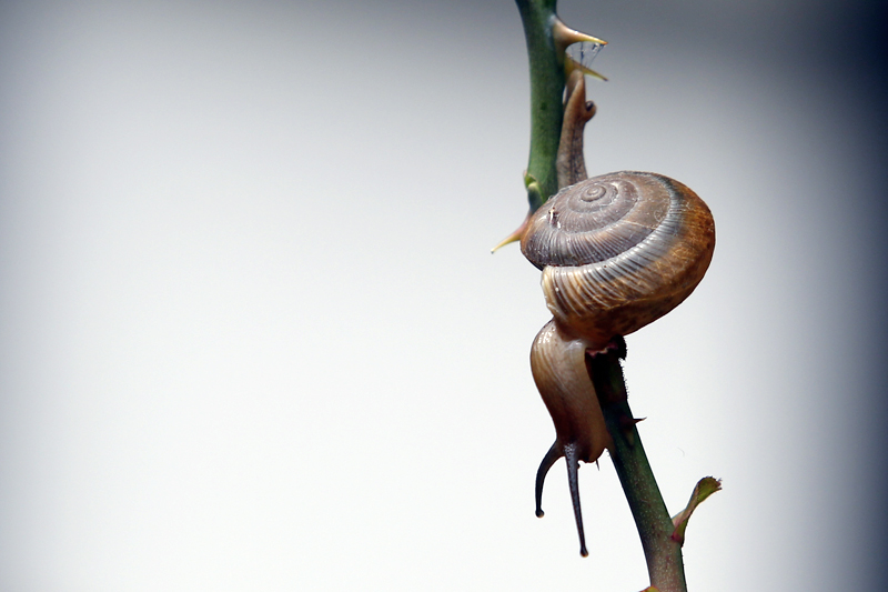 A snail is seen climbing on stem of a flower in Lalitpur, Nepal on Tuesday, July 25, 2017. Photo: Skanda Gautam