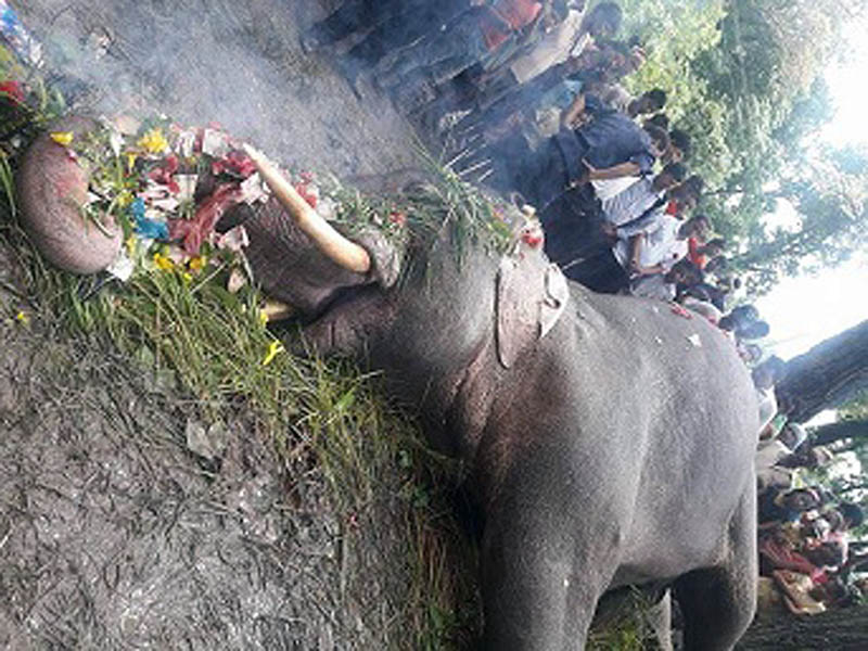 Locals offers their homage to a dead elephant in Kanchanpur district, on Friday, August 25, 2017. Photo: Tekendra Deuba