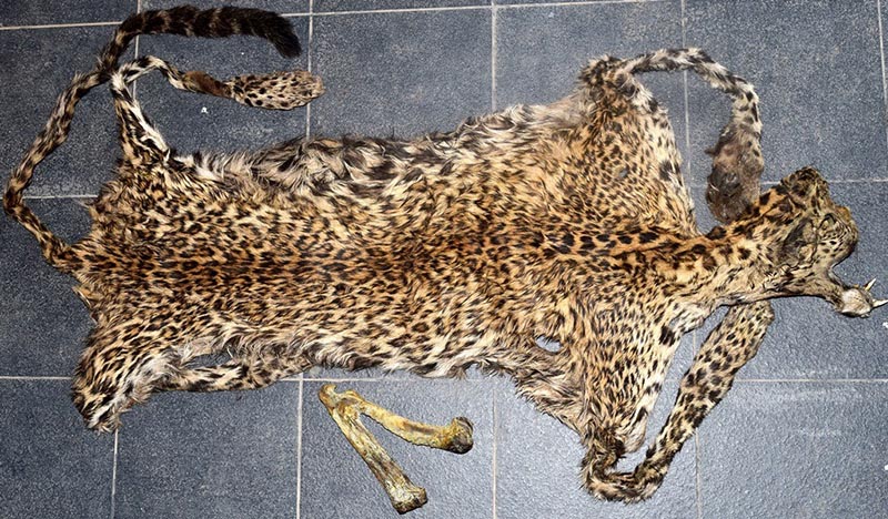 A leopard skin and an 11-inch long bone of a leopard seized by Metropolitan Crime Division from the Gongabu-based guesthouse in KMC-26, on Tuesday, August 1, 2017. Photo: MCD
