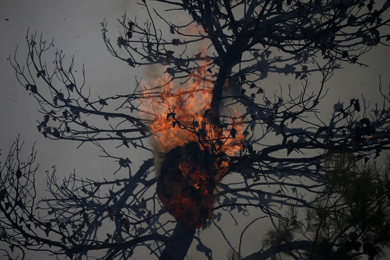 A beehive is seen in flames during a wildfire near the village of Kapandriti, north of Athens, Greece, August 15, 2017. Photo: Reuters