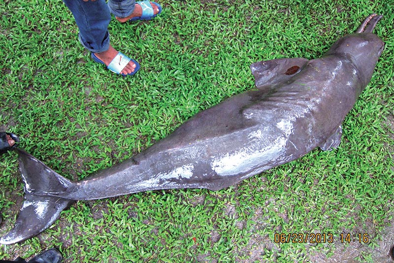 A dead dolphin  is seen on the banks of the Mahendra River, in Morang, in this file photo. Photo: THT
