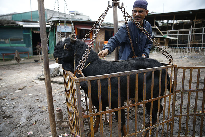 A vendor weighs a goat before selling it to customers at a livestock market during Dashain festival in Kathmandu, Nepal on Thursday, September 21, 2017. Photo: Skanda Gautam