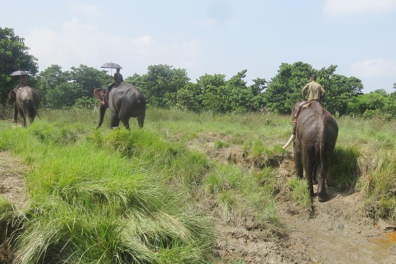 Forest guards patrol the Chitwan National Park on elephantback, on Tuesday, October 3, 2017.  Photo: RSS
