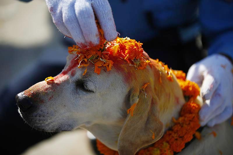 A Nepali police personnel worship a dog on Kukur Tihar, the second day of the second largest festival at the Central Police Dog Training School in Kathmandu, on Wednesday, October 18, 2017. Photo: Skanda Gautam/THT