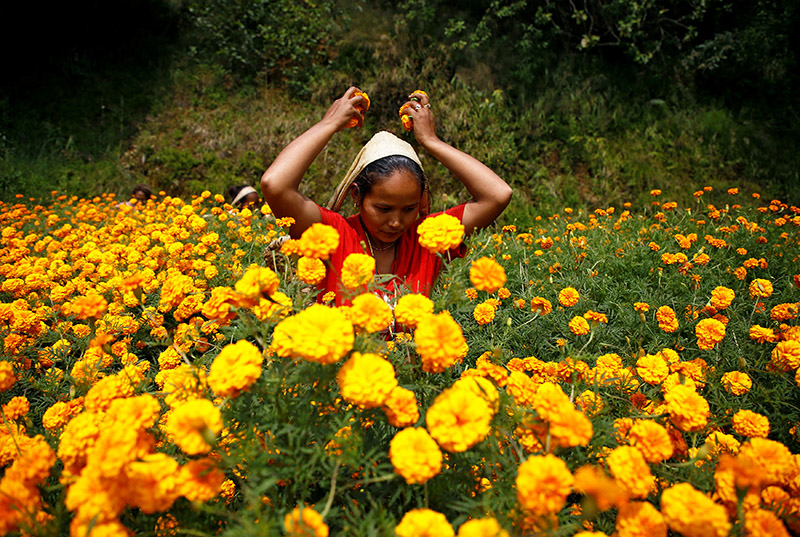 A woman picks marigold flowers used to make garlands and offer prayers, before selling them to the market for the Tihar festival, also called Diwali, in Kathmandu, on Tuesday, October 17, 2017. Photo: Reuters