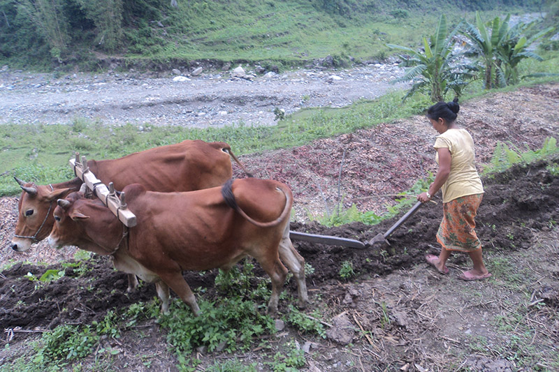A woman is ploughing field in Ilam district, as males deserted village for foreing employment, on Friday, October 27, 2017. Photo: RSS